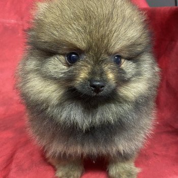 chiot Spitz allemand ARLETTE spitz Domaine de la Chantelaie