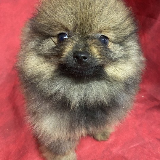 chiot Spitz allemand ARLETTE spitz Domaine de la Chantelaie