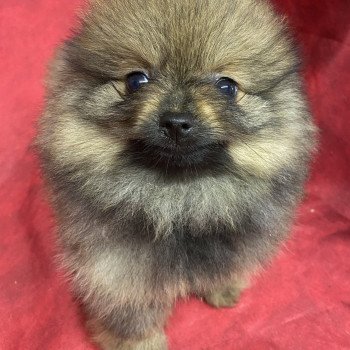 chiot Spitz allemand ARLETTE spitz Domaine de la Chantelaie
