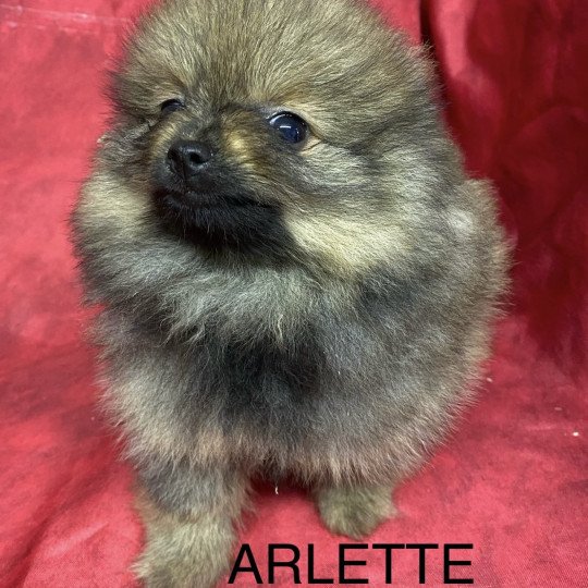 chiot Spitz allemand ARLETTE spitz Domaine de la Chantelaie