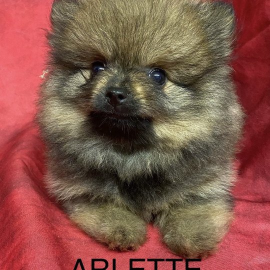chiot Spitz allemand ARLETTE spitz Domaine de la Chantelaie