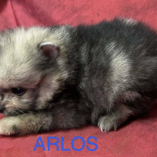 chiot Spitz allemand ARLOS spitz nain Domaine de la Chantelaie