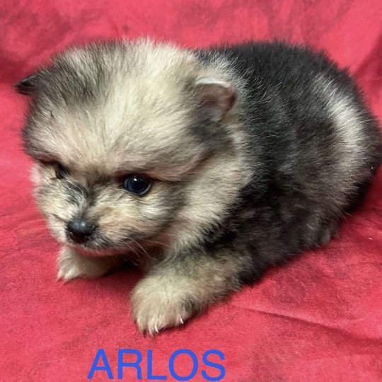 chiot Spitz allemand ARLOS spitz nain Domaine de la Chantelaie