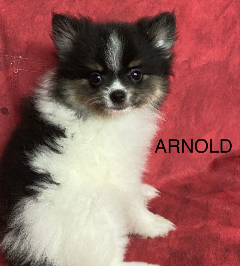 ARNOLD spitz nain Mâle Spitz allemand