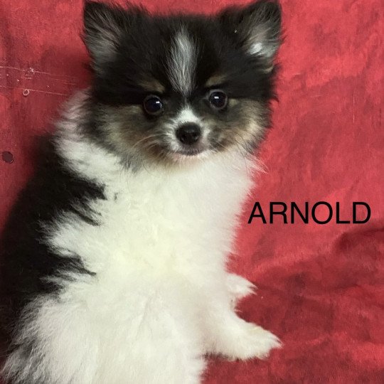 chiot Spitz allemand ARNOLD spitz nain Domaine de la Chantelaie