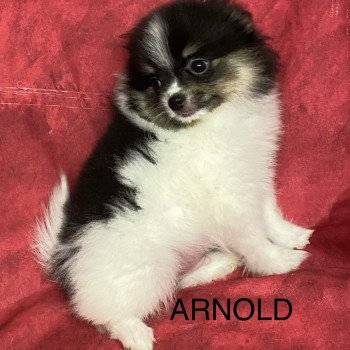 chiot Spitz allemand ARNOLD spitz nain Domaine de la Chantelaie