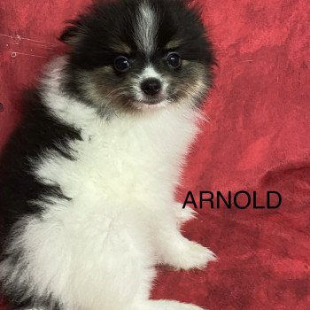chiot Spitz allemand ARNOLD spitz nain Domaine de la Chantelaie