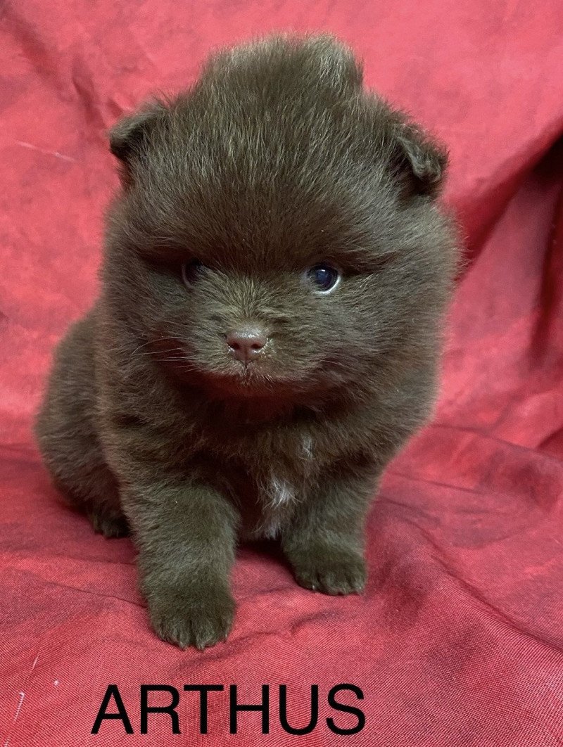 ARTHUS spitz à réserver Mâle Spitz allemand