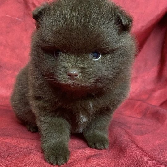 chiot Spitz allemand ARTHUS spitz à réserver Domaine de la Chantelaie