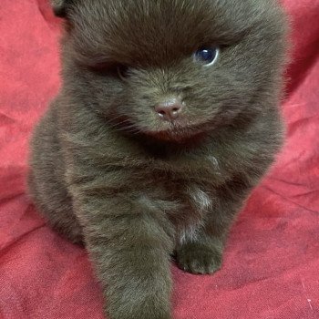 chiot Spitz allemand ARTHUS spitz à réserver Domaine de la Chantelaie