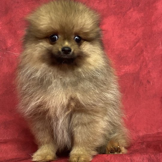 chiot Spitz allemand ARTHUS spitz nain Domaine de la Chantelaie