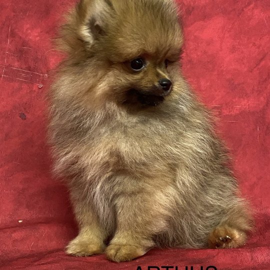 chiot Spitz allemand ARTHUS spitz nain Domaine de la Chantelaie