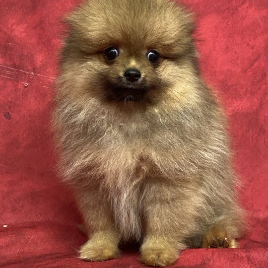 chiot Spitz allemand ARTHUS spitz nain Domaine de la Chantelaie