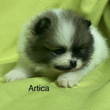 chiot Spitz allemand ARTICA spitz nain à réserver Domaine de la Chantelaie