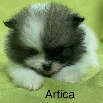 chiot Spitz allemand ARTICA spitz nain à réserver Domaine de la Chantelaie