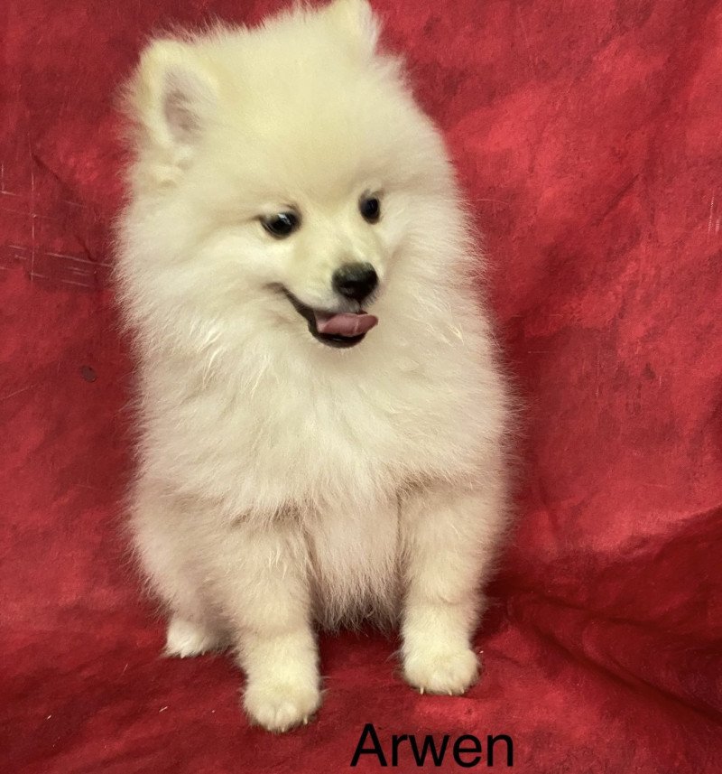 ARWEN spitz nain Mâle Spitz allemand