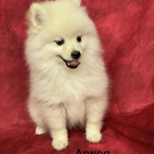 chiot Spitz allemand ARWEN spitz nain Domaine de la Chantelaie