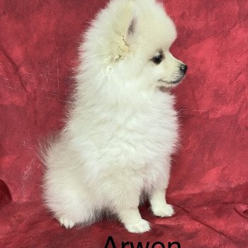 chiot Spitz allemand ARWEN spitz nain Domaine de la Chantelaie chiot Spitz allemand ARWEN spitz nain Domaine de la Chantelaie