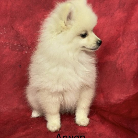 chiot Spitz allemand ARWEN spitz nain Domaine de la Chantelaie