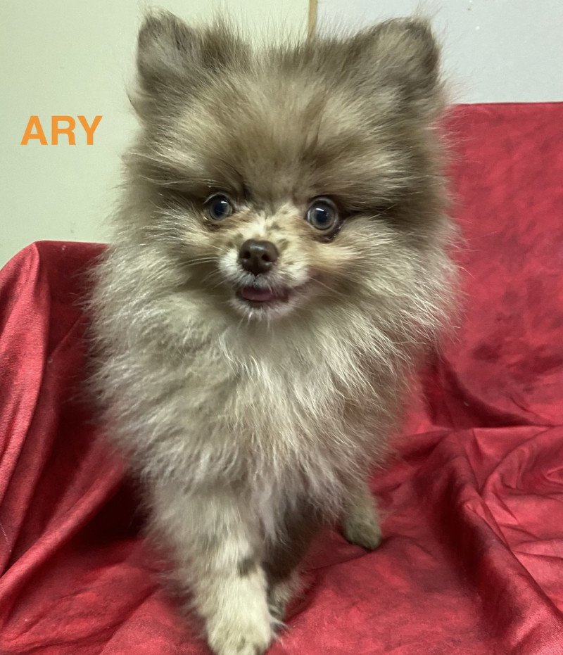 ARY spitz nain Mâle Spitz allemand