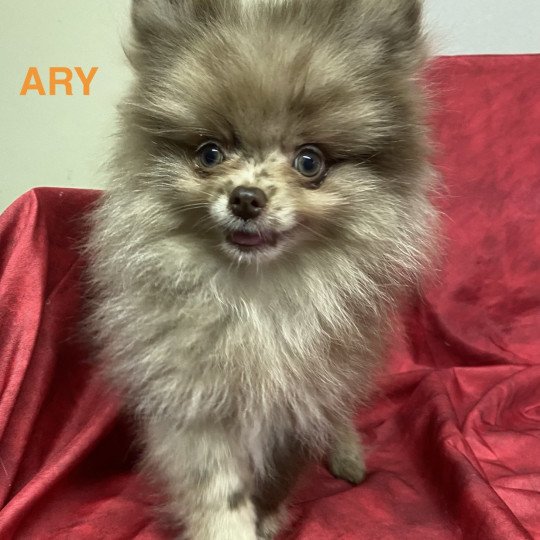chiot Spitz allemand ARY spitz nain Domaine de la Chantelaie