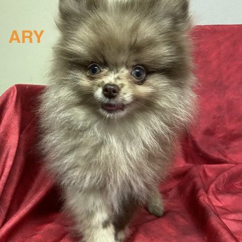 chiot Spitz allemand ARY spitz nain Domaine de la Chantelaie