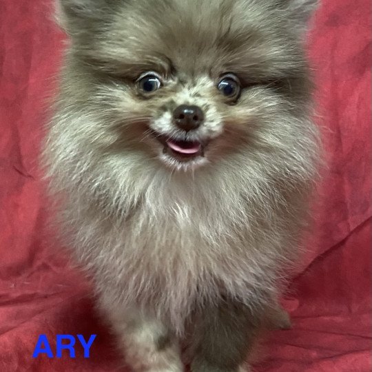 chiot Spitz allemand ARY spitz nain Domaine de la Chantelaie