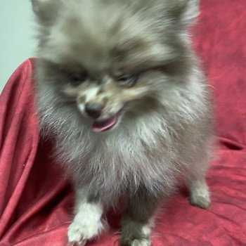 chiot Spitz allemand ARY spitz nain Domaine de la Chantelaie