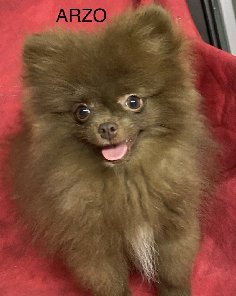 ARZO spitz nain Mâle Spitz allemand