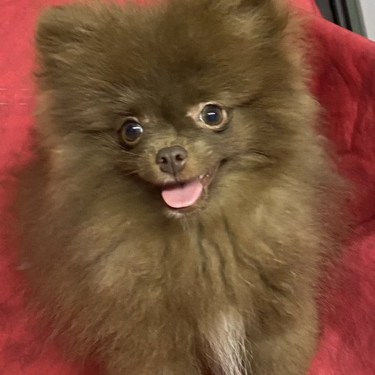 chiot Spitz allemand ARZO spitz nain Domaine de la Chantelaie