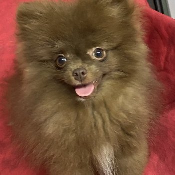chiot Spitz allemand ARZO spitz nain Domaine de la Chantelaie