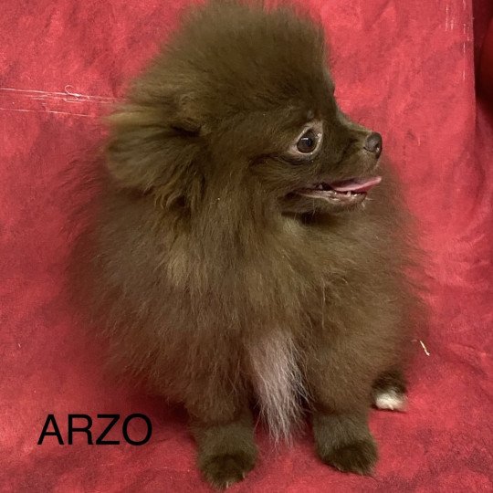 chiot Spitz allemand ARZO spitz nain Domaine de la Chantelaie