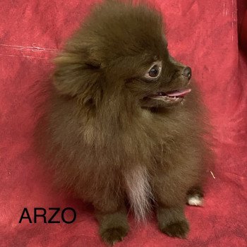 chiot Spitz allemand ARZO spitz nain Domaine de la Chantelaie