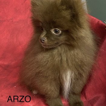 chiot Spitz allemand ARZO spitz nain Domaine de la Chantelaie