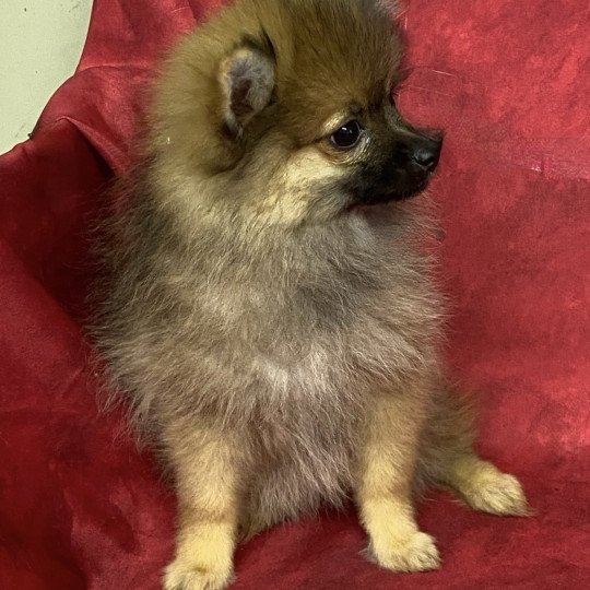 chiot Spitz allemand ASCANE spitz naine Domaine de la Chantelaie
