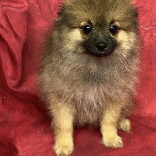 chiot Spitz allemand ASCANE spitz naine Domaine de la Chantelaie