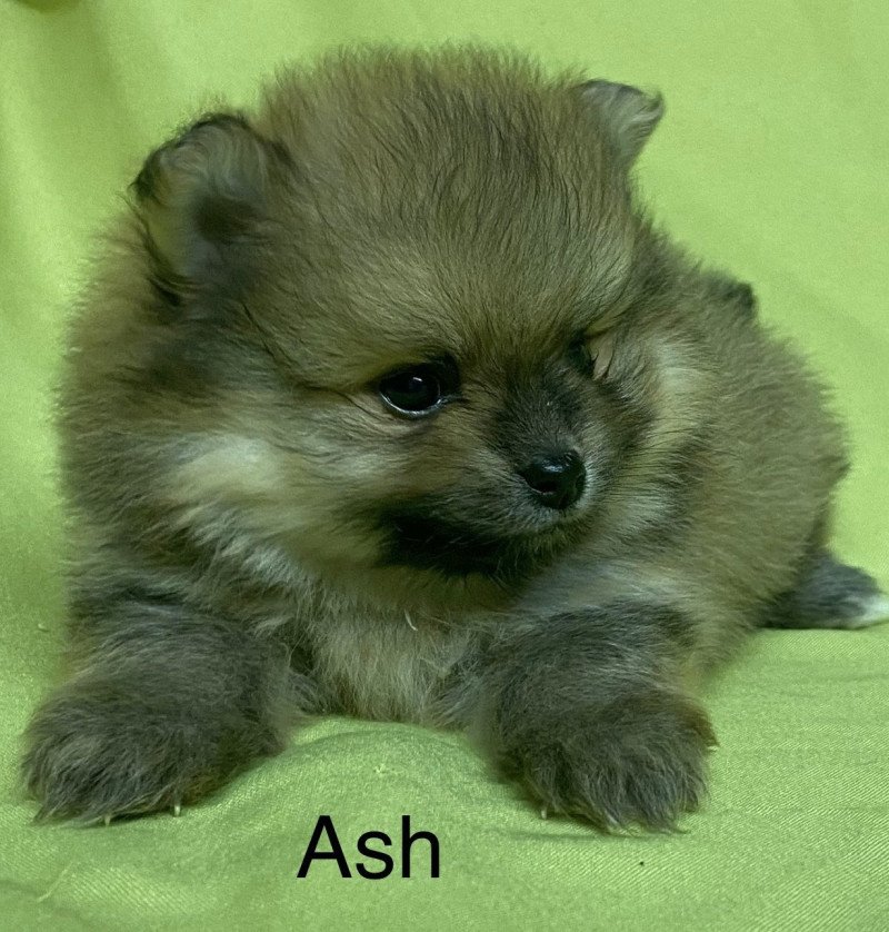ASH spitz à réserver Mâle Spitz allemand