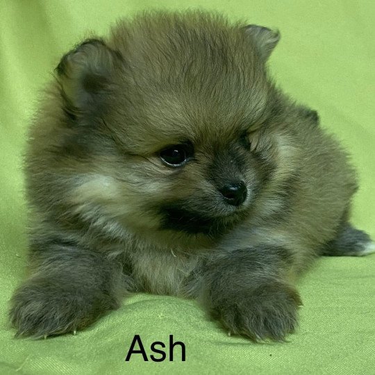 chiot Spitz allemand ASH spitz à réserver Domaine de la Chantelaie