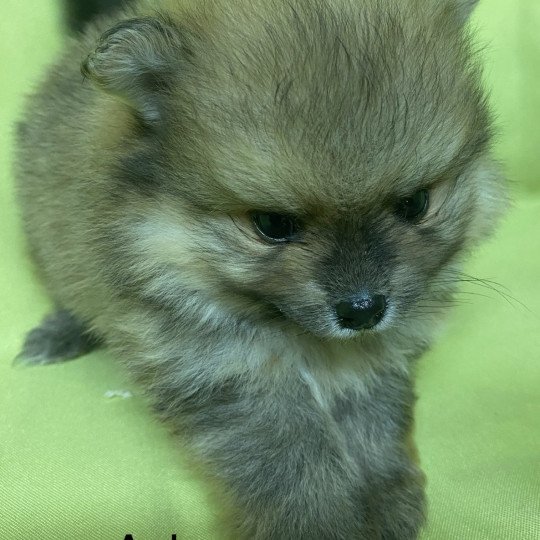 chiot Spitz allemand ASH spitz à réserver Domaine de la Chantelaie