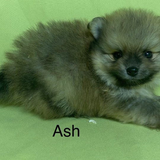 chiot Spitz allemand ASH spitz à réserver Domaine de la Chantelaie