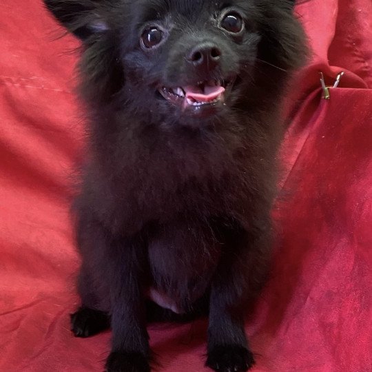 ASHER spitz nain Mâle Spitz allemand