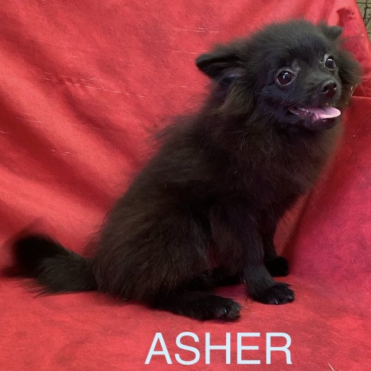 chiot Spitz allemand ASHER spitz nain Domaine de la Chantelaie