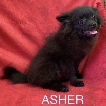 chiot Spitz allemand ASHER spitz nain Domaine de la Chantelaie chiot Spitz allemand ASHER spitz nain Domaine de la Chantelaie