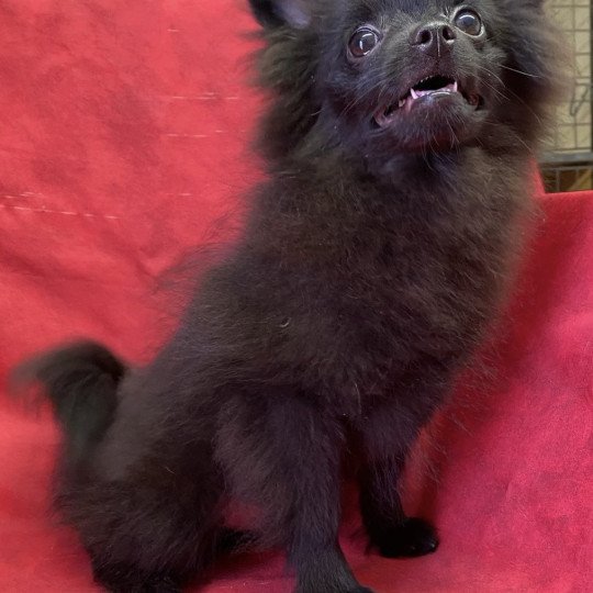 chiot Spitz allemand ASHER spitz nain Domaine de la Chantelaie