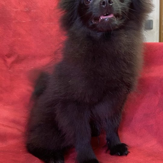 chiot Spitz allemand ASHER spitz nain Domaine de la Chantelaie