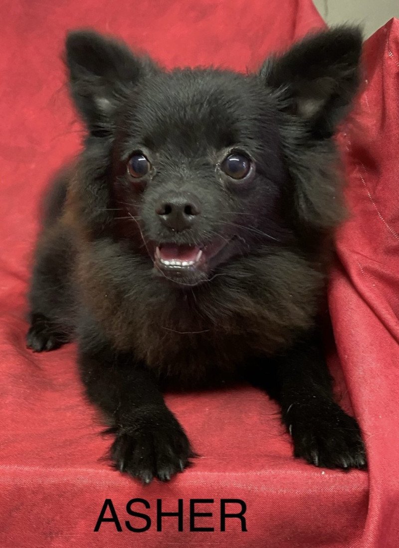 ASHER spitz nain Mâle Spitz allemand