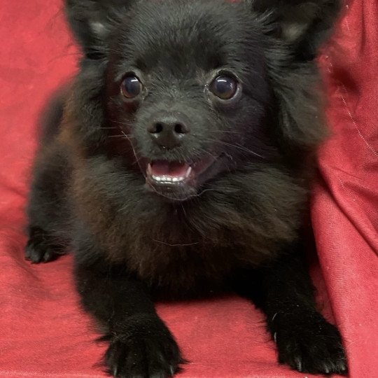 ASHER spitz nain Mâle Spitz allemand