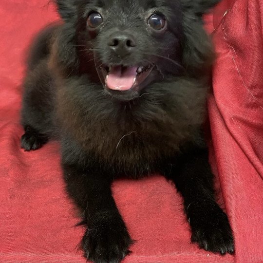 chiot Spitz allemand ASHER spitz nain Domaine de la Chantelaie