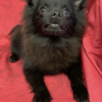 chiot Spitz allemand ASHER spitz nain Domaine de la Chantelaie chiot Spitz allemand ASHER spitz nain Domaine de la Chantelaie