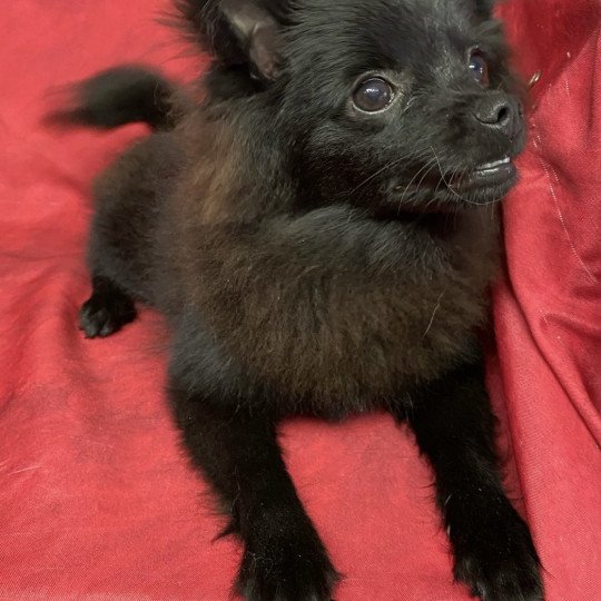 chiot Spitz allemand ASHER spitz nain Domaine de la Chantelaie
